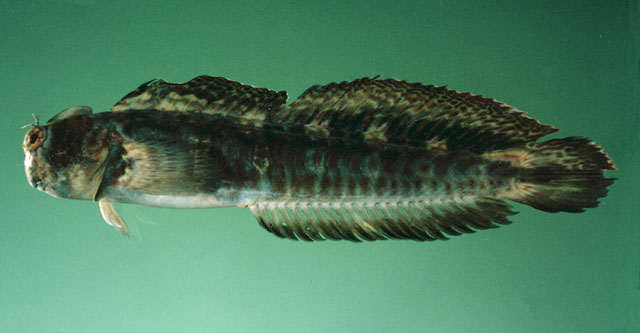 (Istiblennius Whitley, 1943) Род ИСТИБЛЕННИУСЫ 14 видов